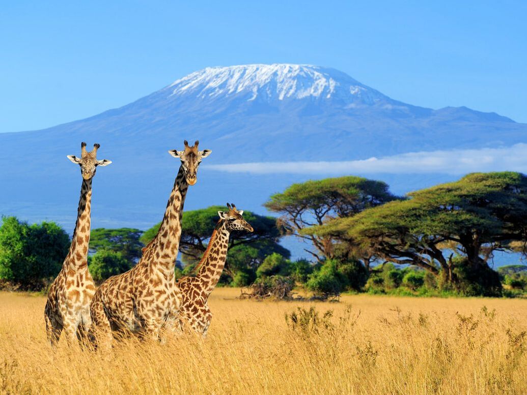 Giraffes safari Kilimanjaro